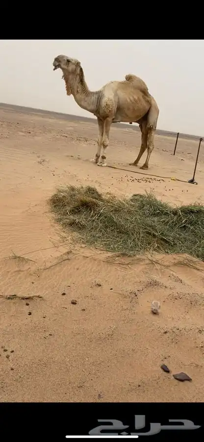 قعود فردي باتلي 2