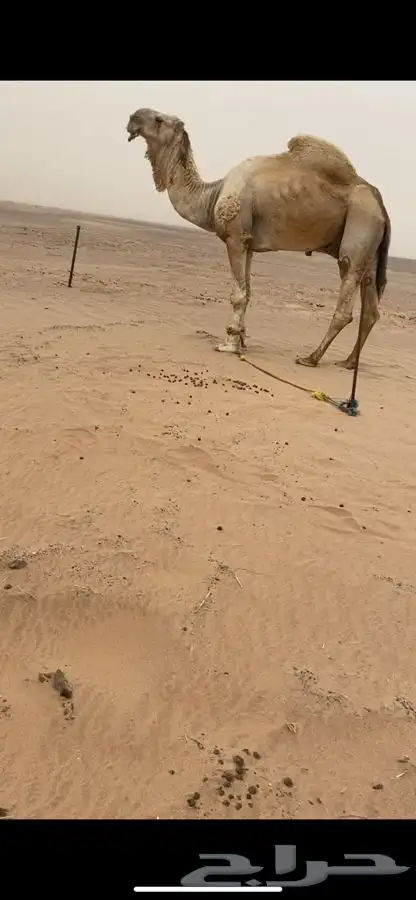 قعود فردي باتلي 1
