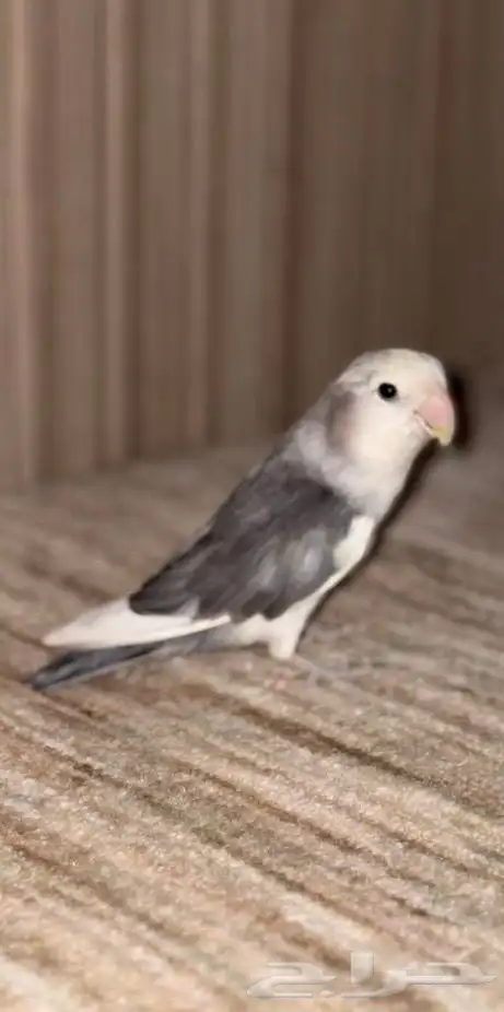 روز ذكر منتج 0