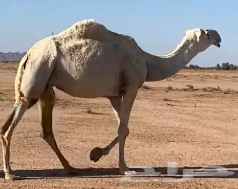 قعود حيسوني طفاح مشروع فحل 2