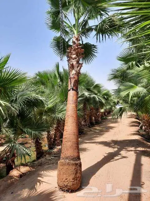 نخل واشنطني 1