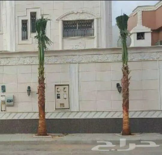 نخل واشنطني 13