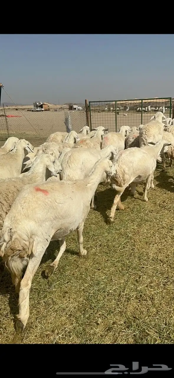 غنم حرية صنف خلفات جروم حرش نادر العدد 44 تحتها 44   الفحل 9