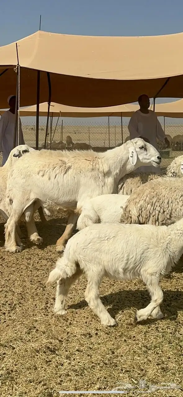 غنم حرية صنف خلفات جروم حرش نادر العدد 44 تحتها 44   الفحل 6