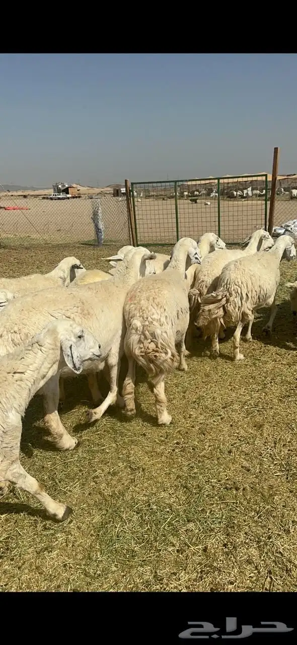 غنم حرية صنف خلفات جروم حرش نادر العدد 44 تحتها 44   الفحل 4