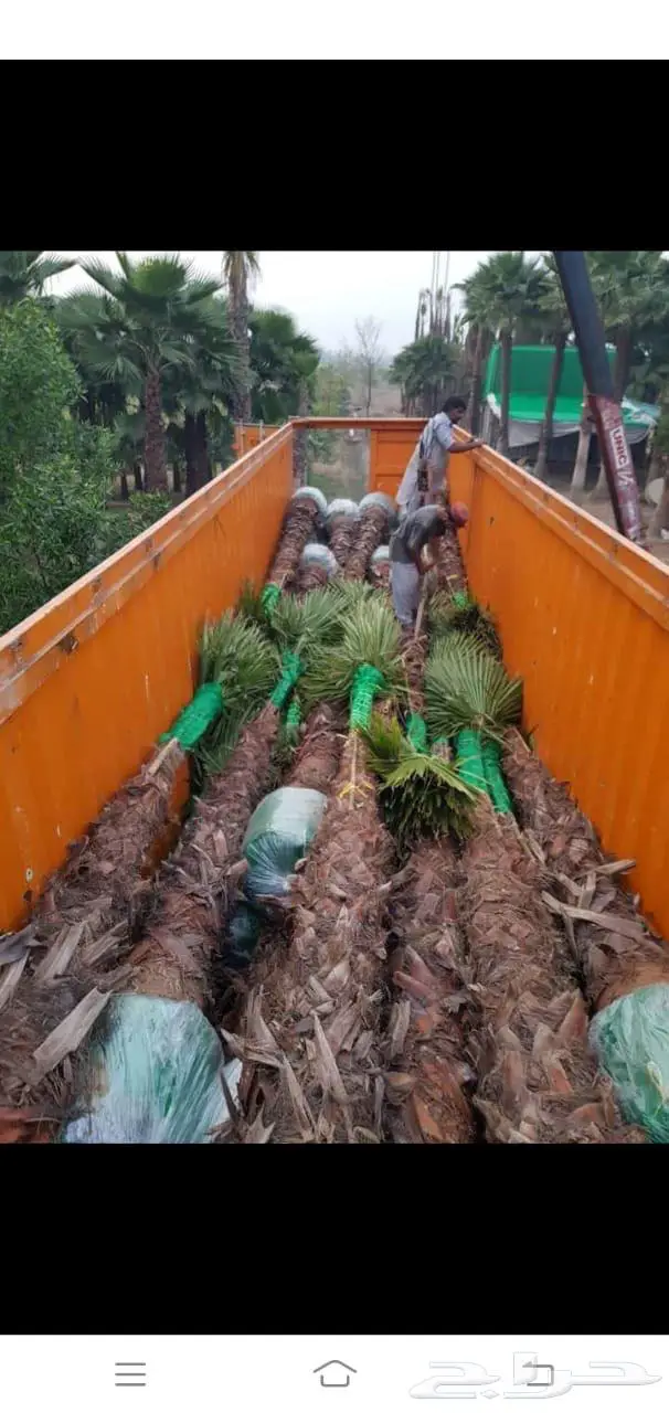 اشجار نخيل واشنطوني 3