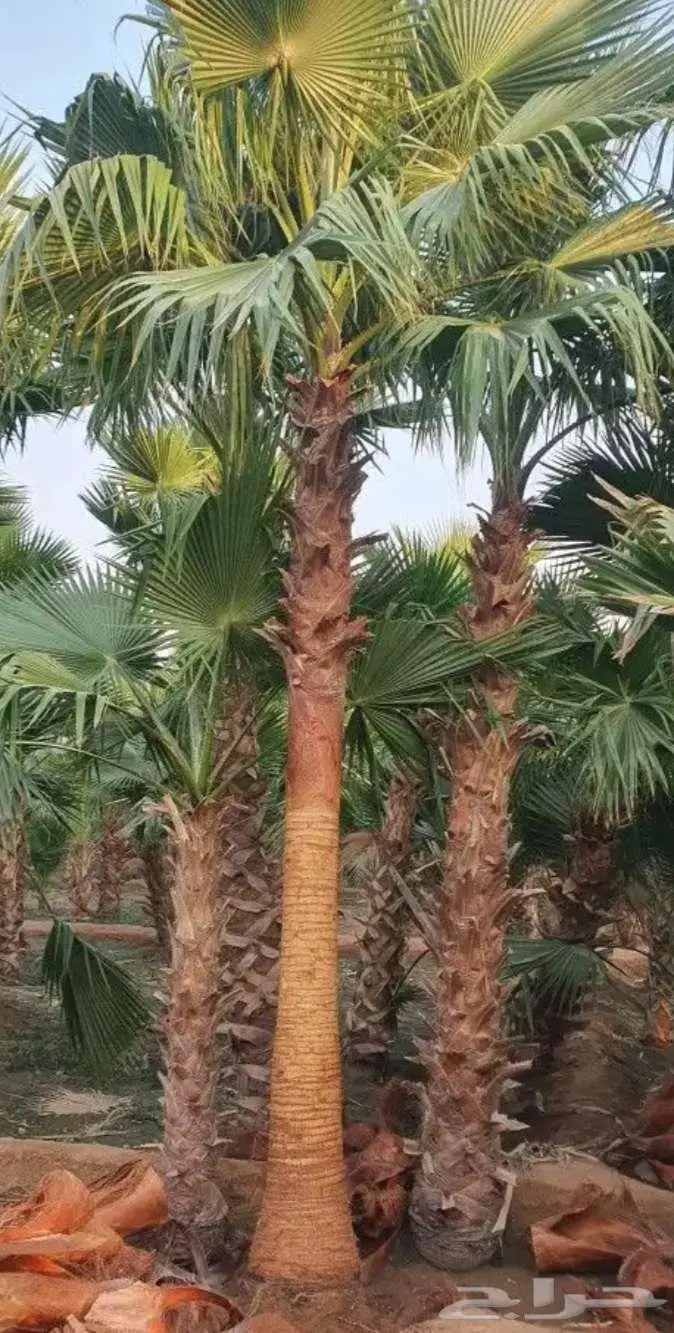 نخل واشنطني 3