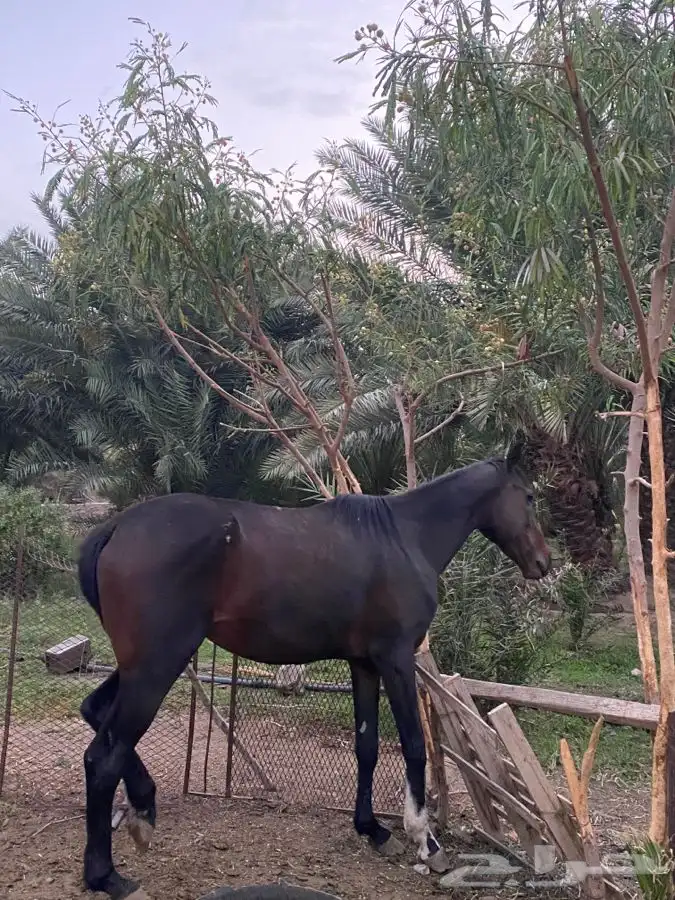 خيل كفو مشروط من جميع الامراض التدريب ممتاز جدا خيل كفو 0