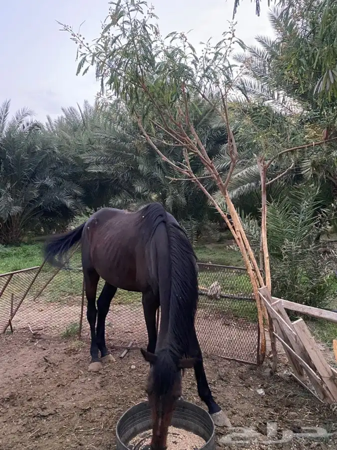 خيل كفو مشروط من جميع الامراض التدريب ممتاز جدا خيل كفو 1