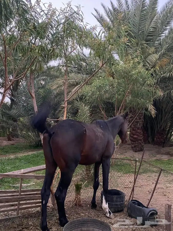 خيل كفو مشروط من جميع الامراض التدريب ممتاز جدا خيل كفو 2