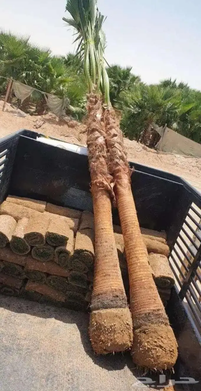 نخل واشنطني 4