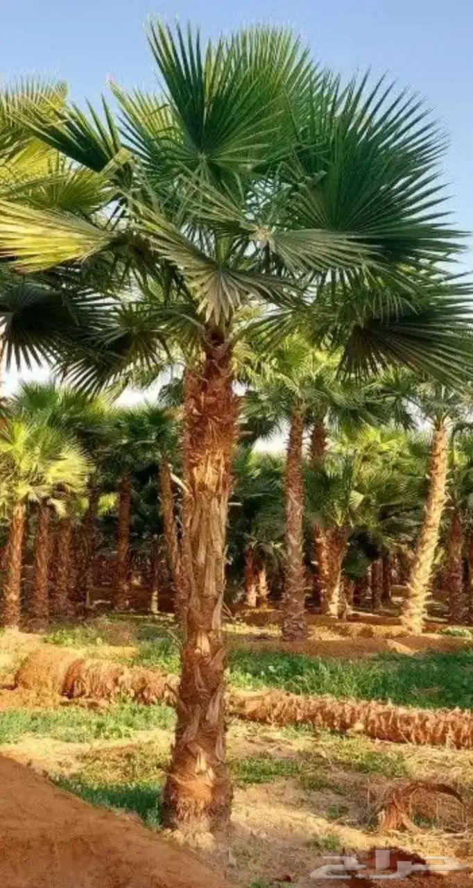 نخل واشنطني 6