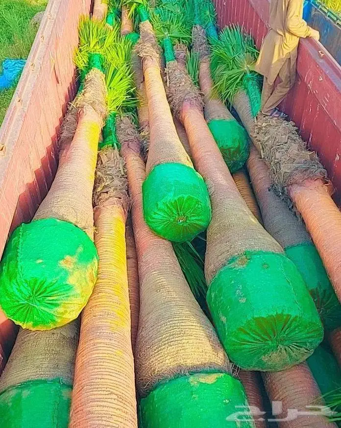 اشجار نخيل واشنطوني 4