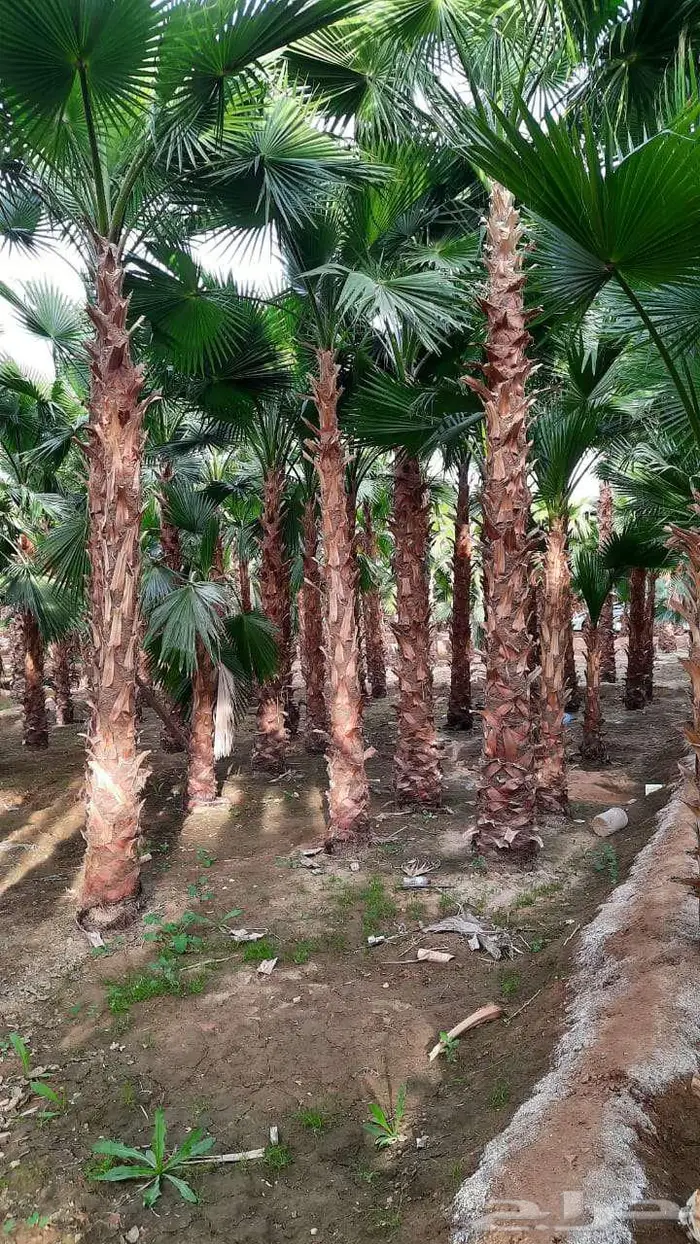 نخل واشنطني 2