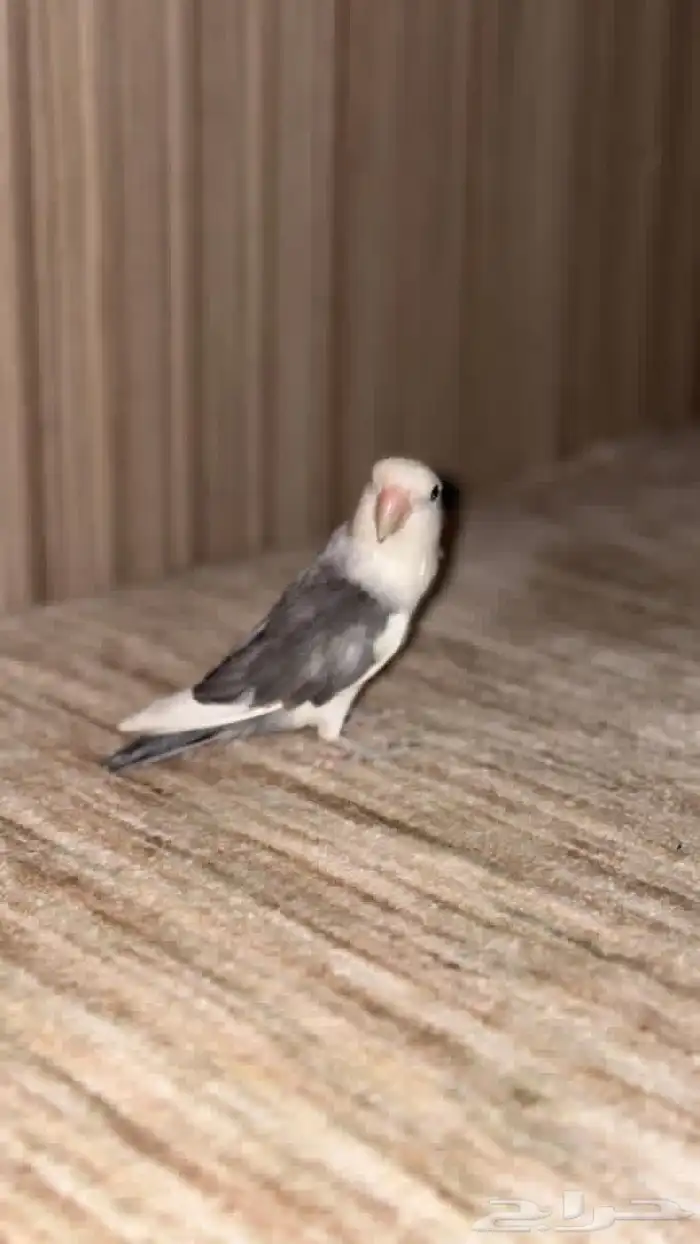 روز ذكر منتج 4