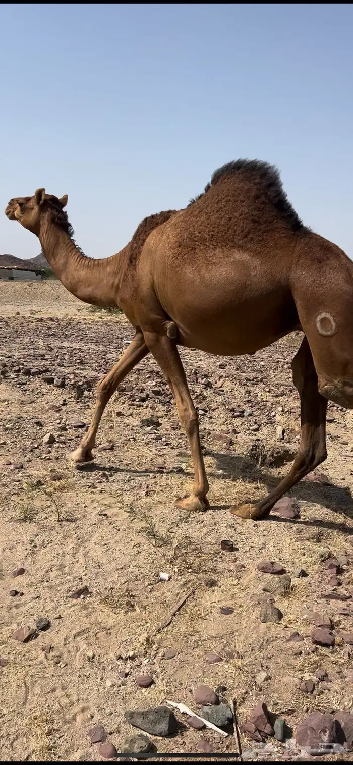 بكره ثنيه منوه القناي ساحليه تم البيع 2