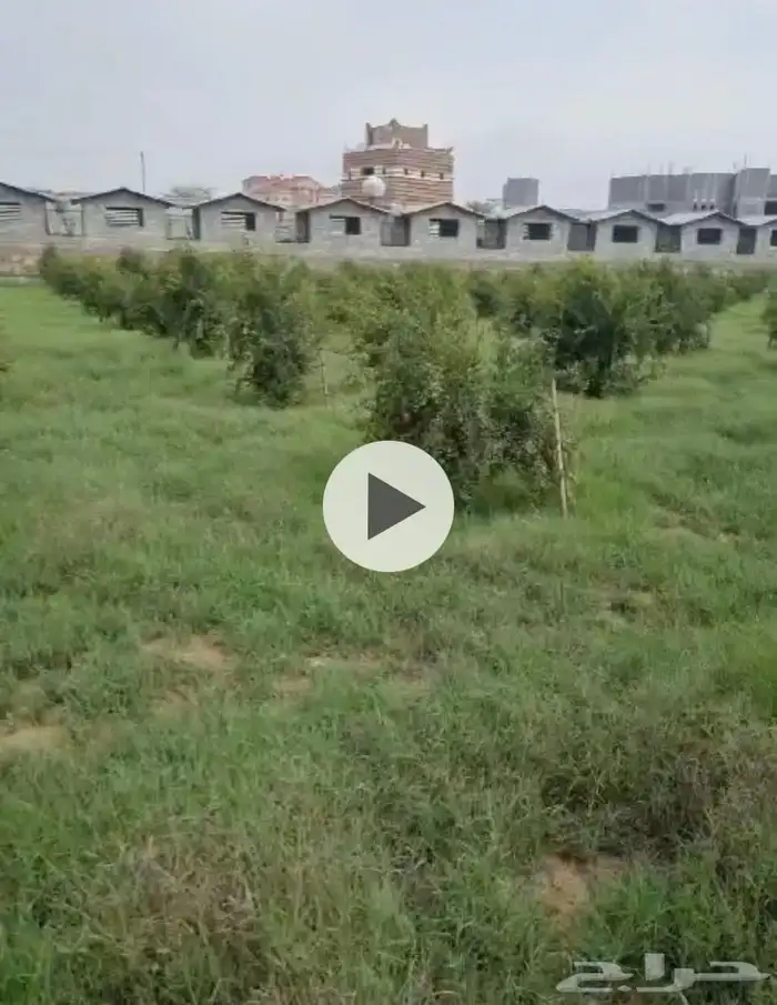 مزرعة للإيجار دلغان مساحة 64 بالقرب من جامعة الملك خالد 2