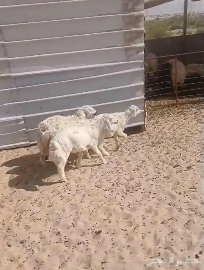 هرافى حرية للبيع 0