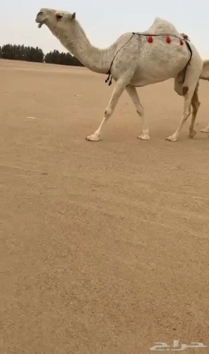 البيع كفو وضحى معشر 0