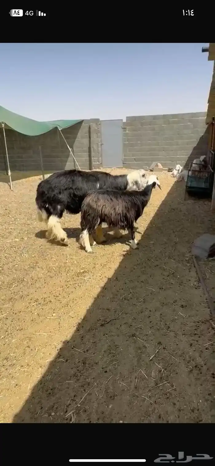 فحل نجدي 0