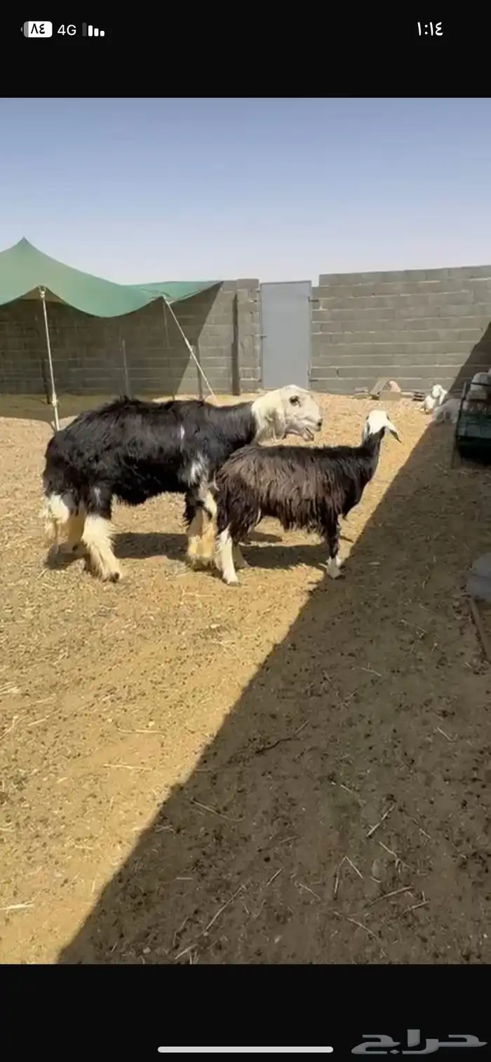 فحل نجدي 1