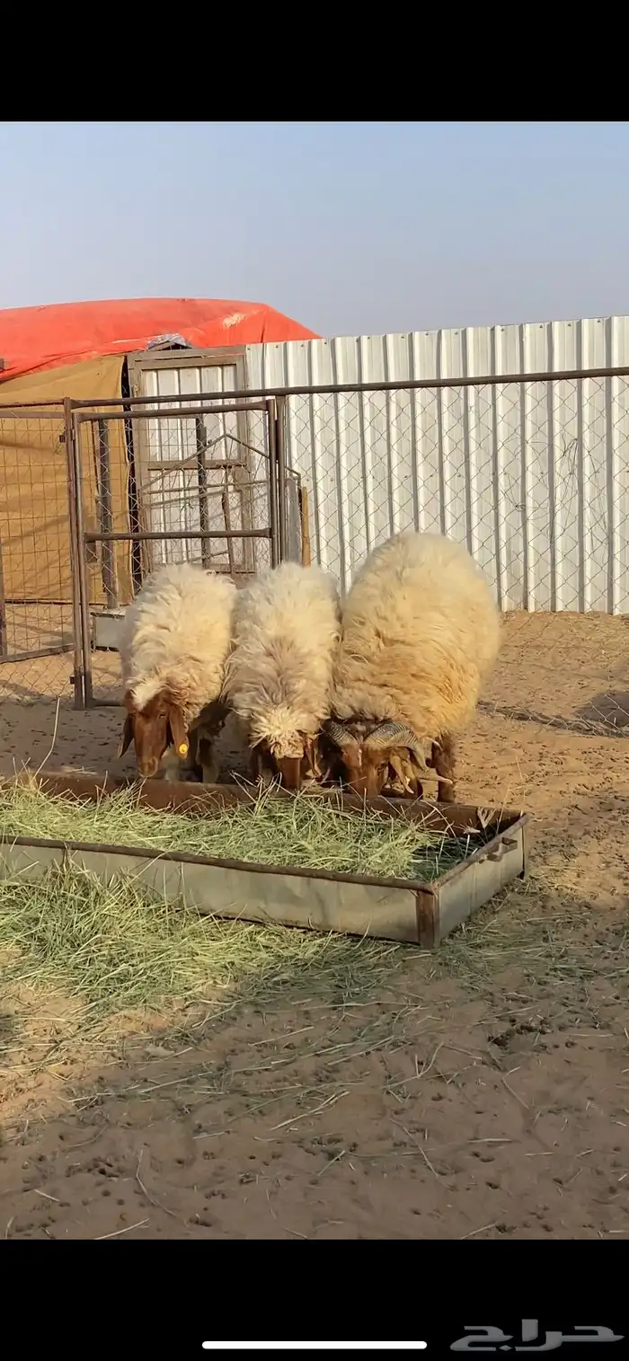 ضان نعيم بفحلها 2