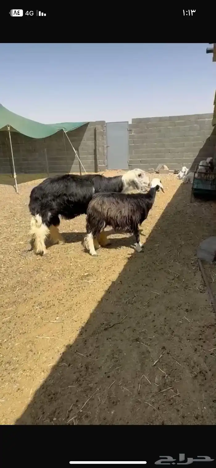 فحل نجدي 2