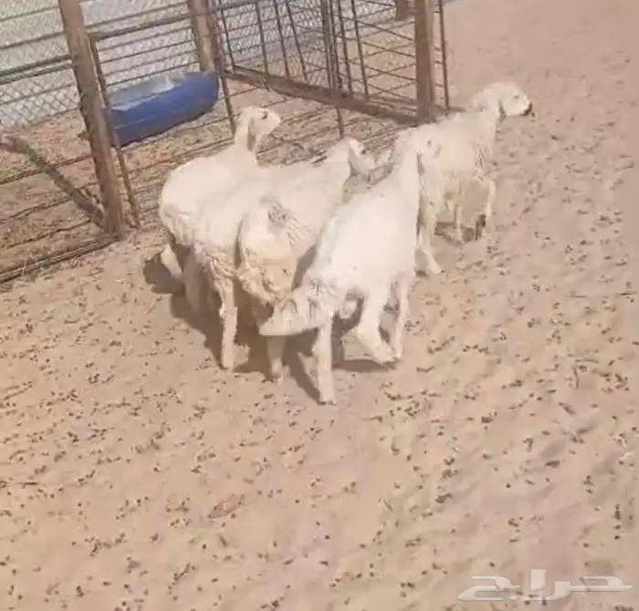 هرافى حرية للبيع 2