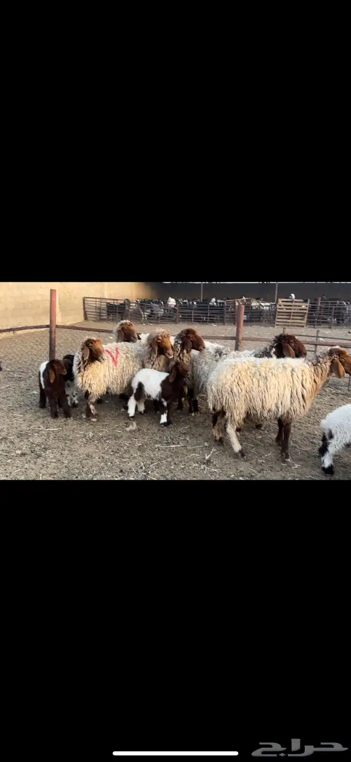 غنم مطافيل نعيم 3