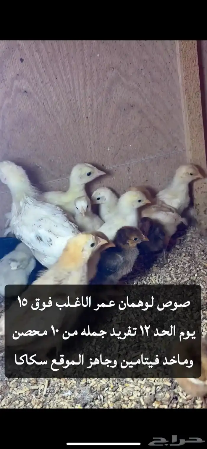 صوص لوهمان وصوص بلدي 2