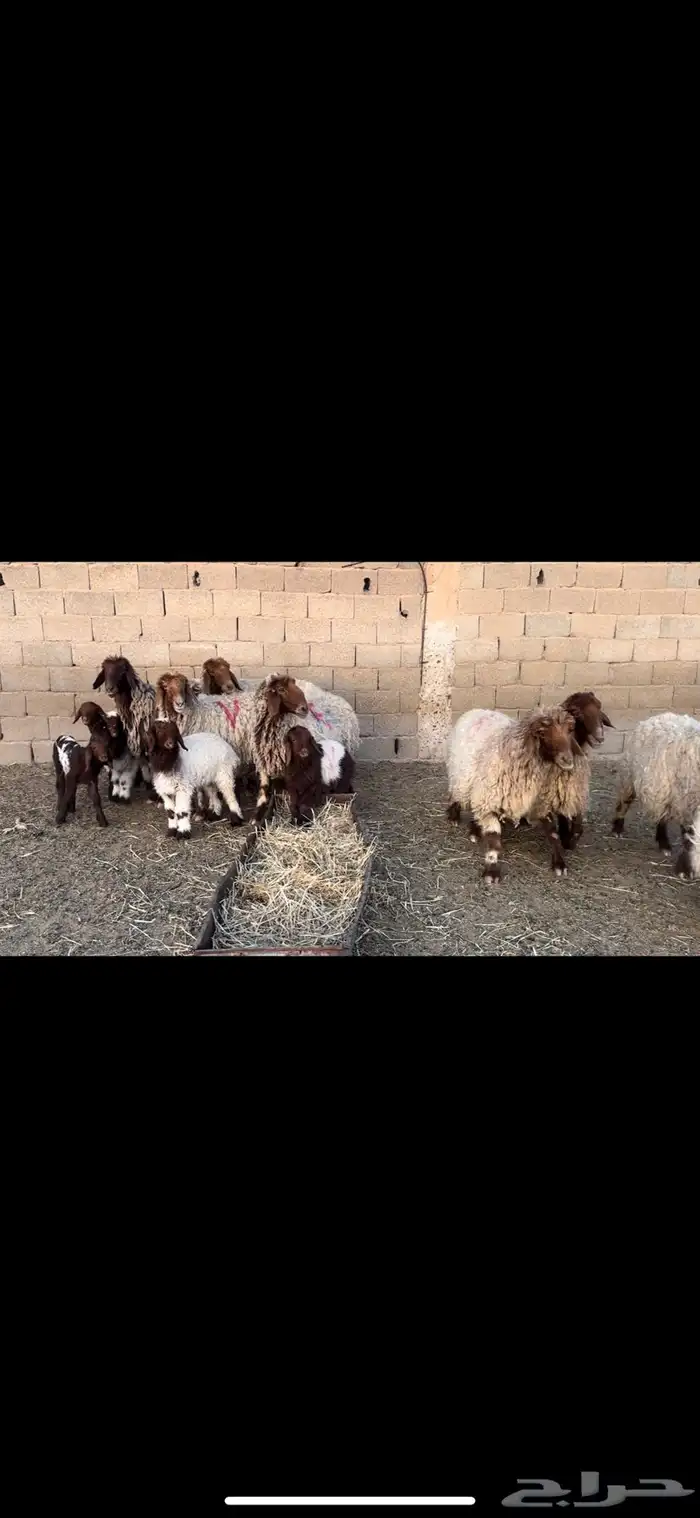 غنم مطافيل نعيم 1