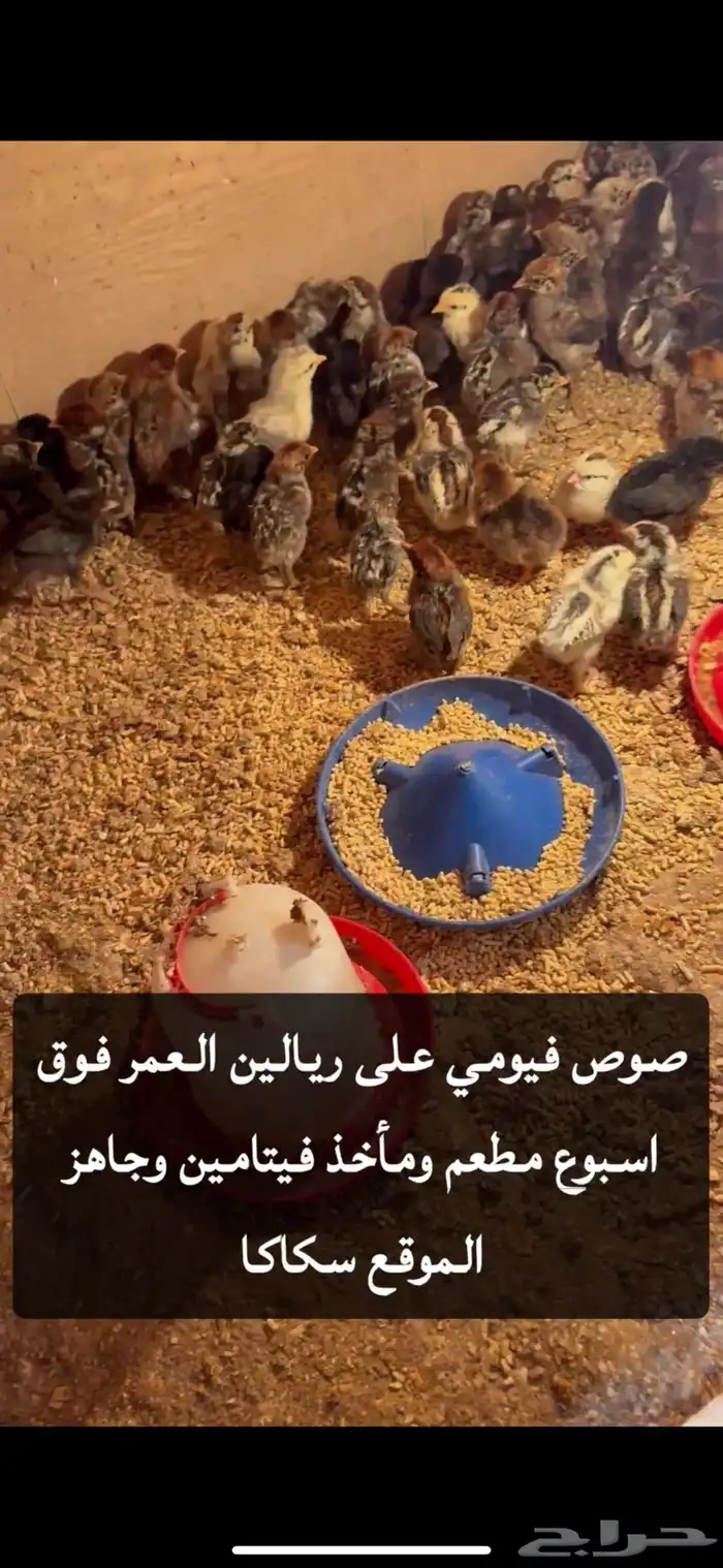 صوص لوهمان وصوص بلدي 1