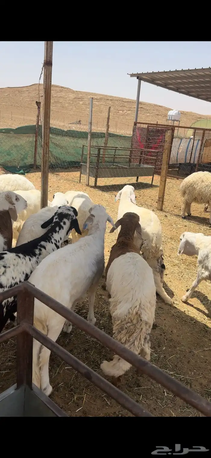 للبيع طليان سواكن مرابي فل شحم وتفريد 0