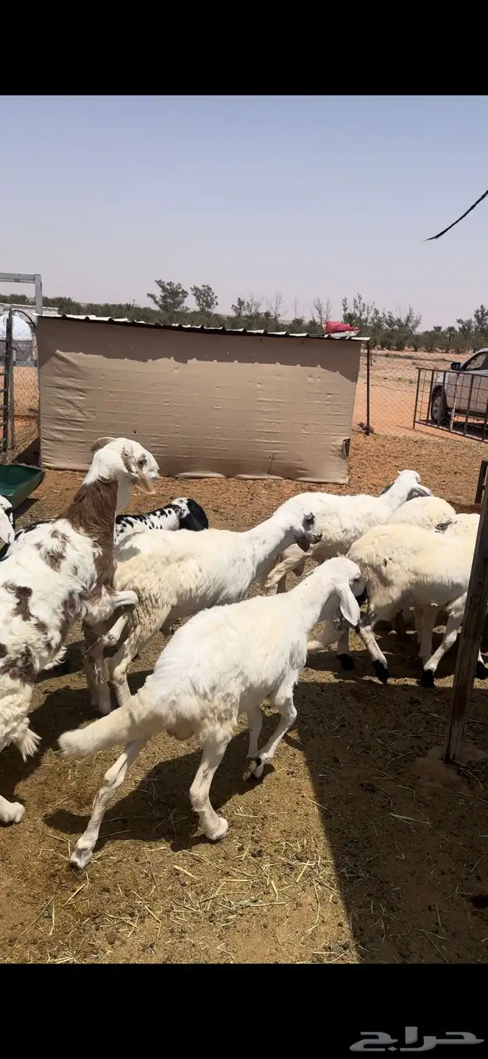 للبيع طليان سواكن مرابي فل شحم وتفريد 2