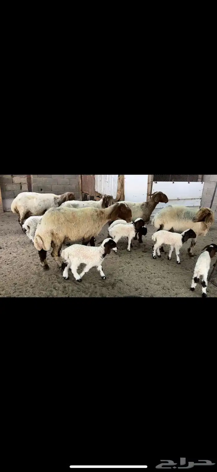 غنم نعيم مطافيل اتوام 3