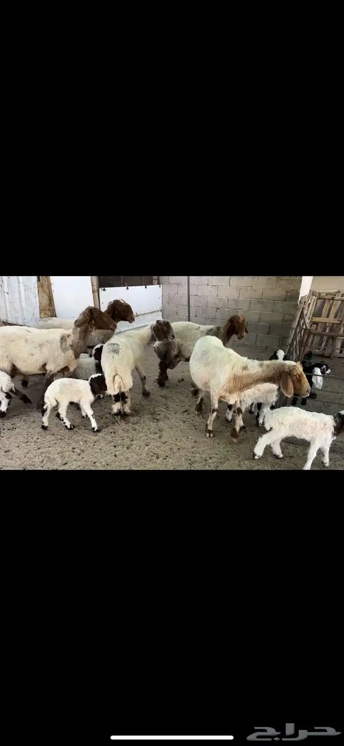 غنم نعيم مطافيل اتوام 5