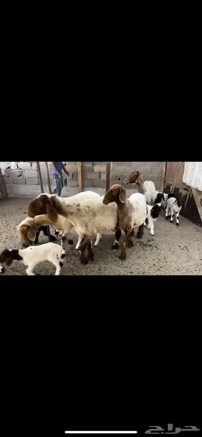 غنم نعيم مطافيل اتوام 0