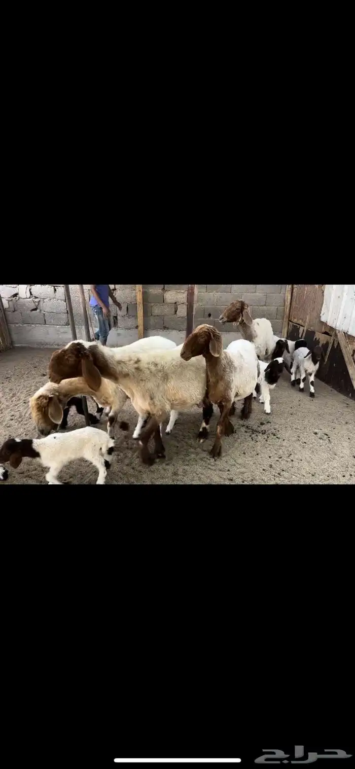 غنم نعيم مطافيل اتوام 0