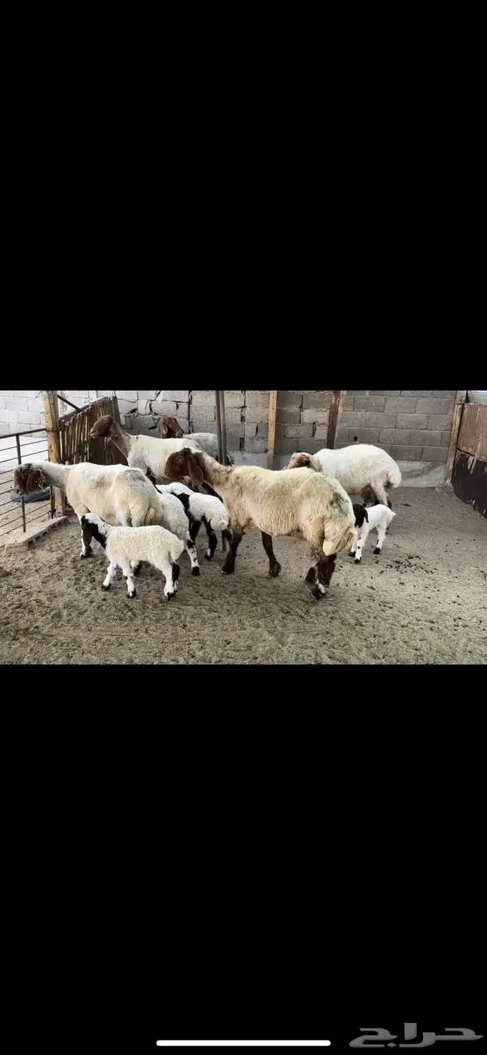 غنم نعيم مطافيل اتوام 1