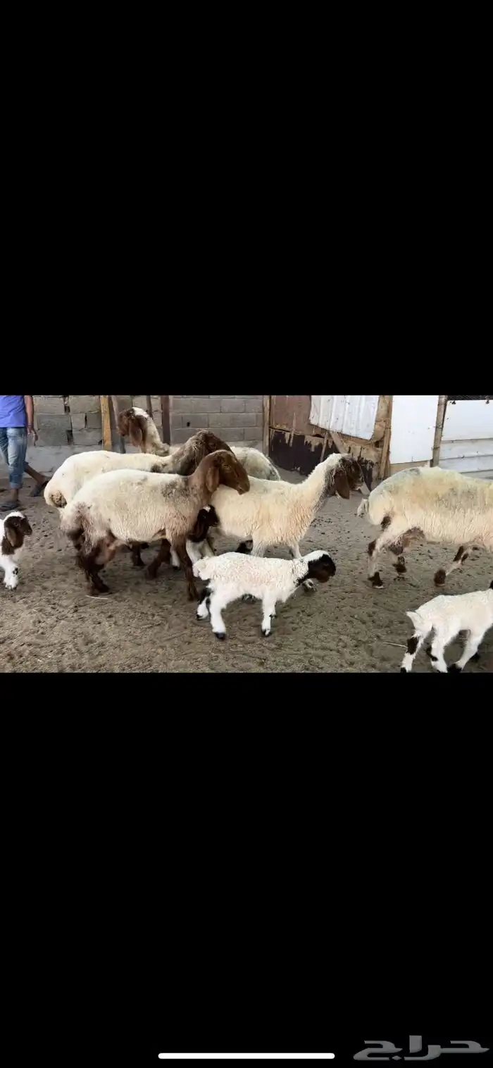 غنم نعيم مطافيل اتوام 2