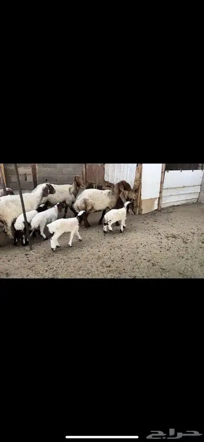 غنم نعيم مطافيل اتوام 4