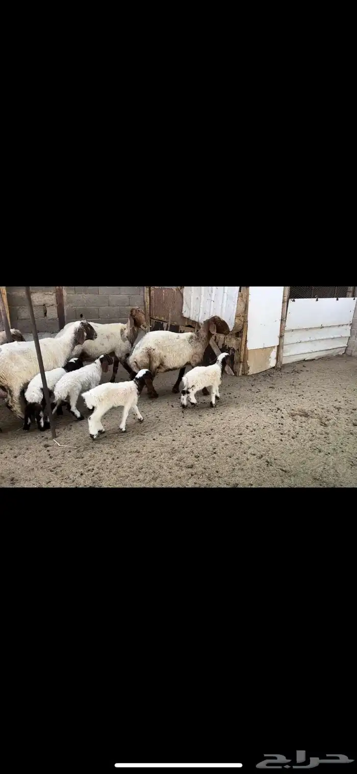 غنم نعيم مطافيل اتوام 4