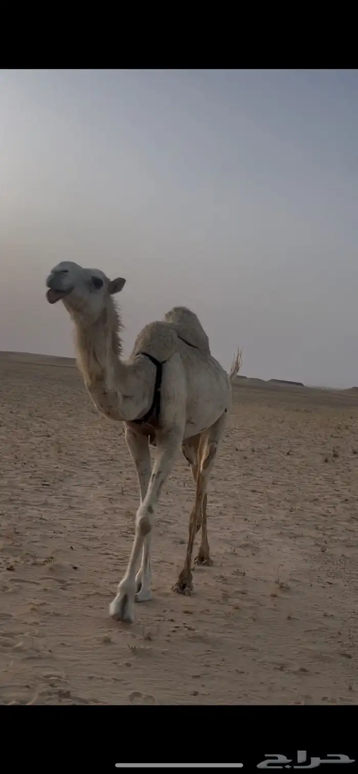 ثنيه معشر 0
