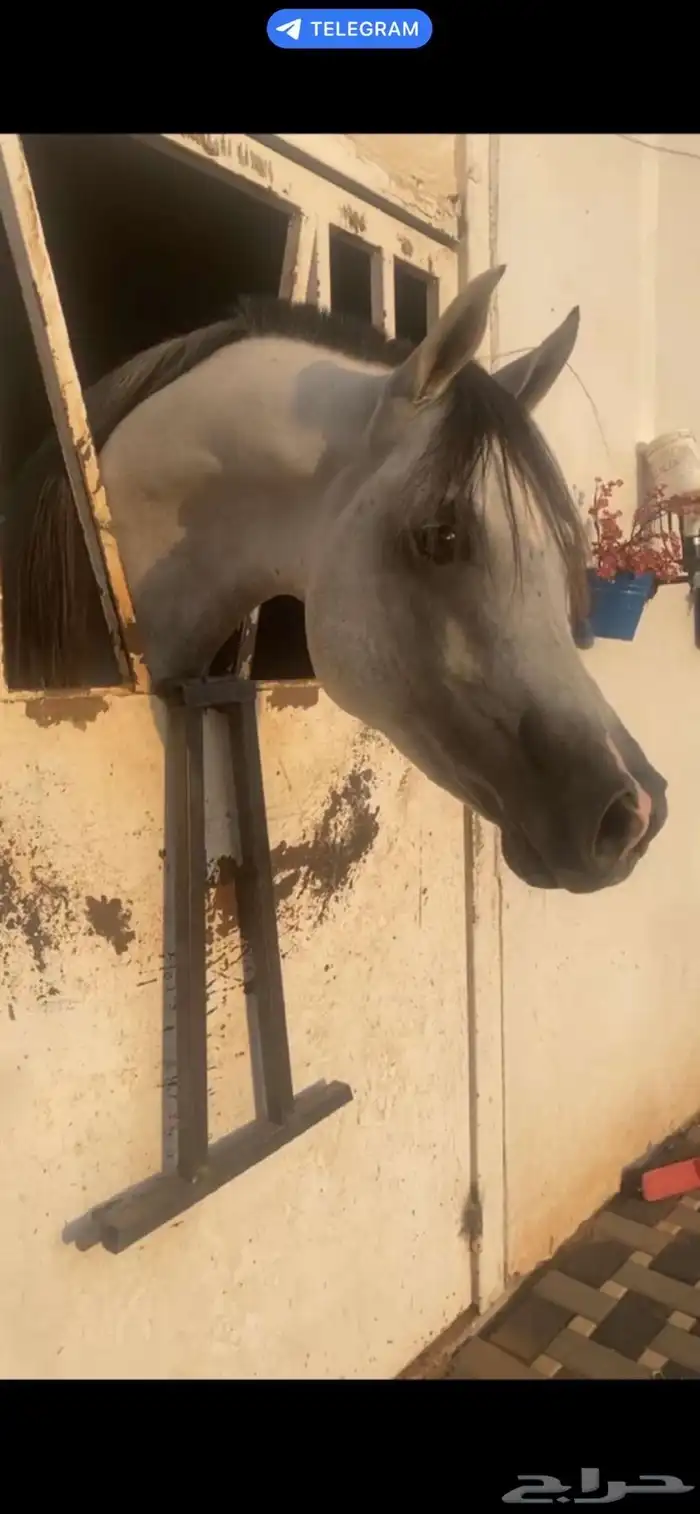 حصان واهو 1