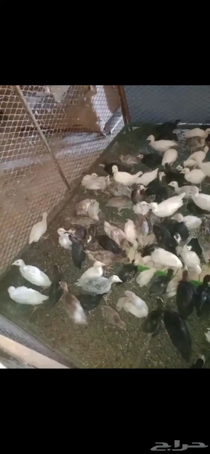 للبيع فروخ رومي مشكلة 0