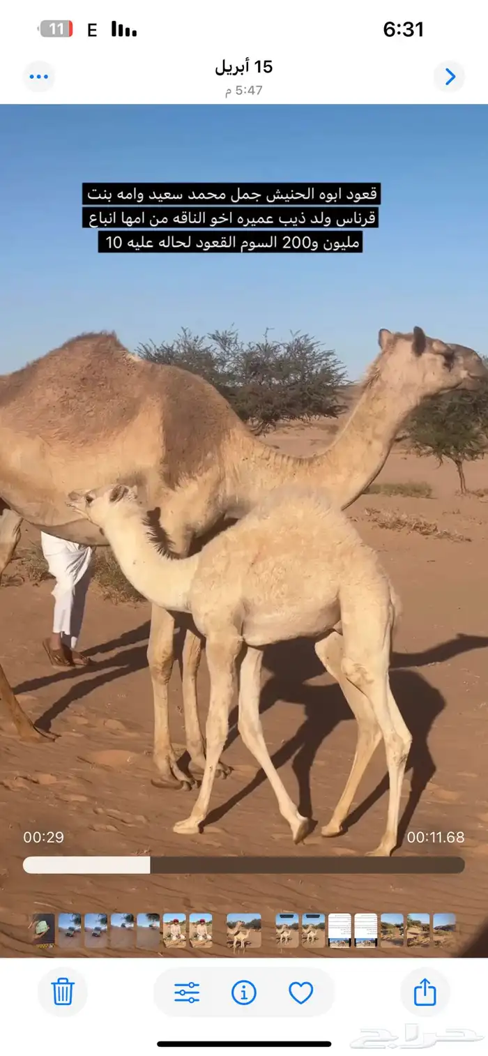 لببيع 1