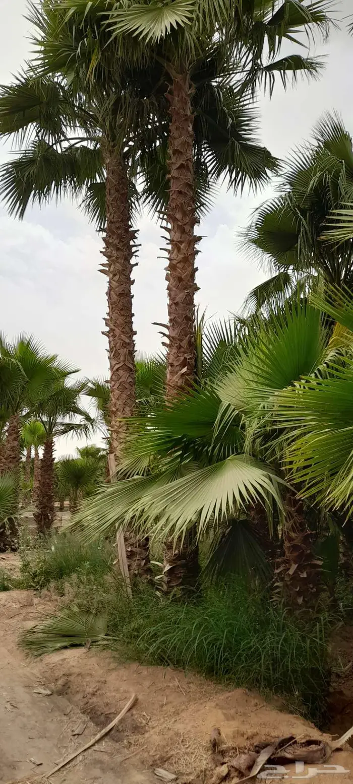 نخل واشنطني 9