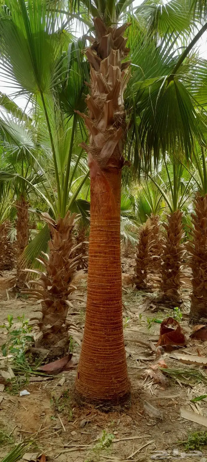 نخل واشنطني 8