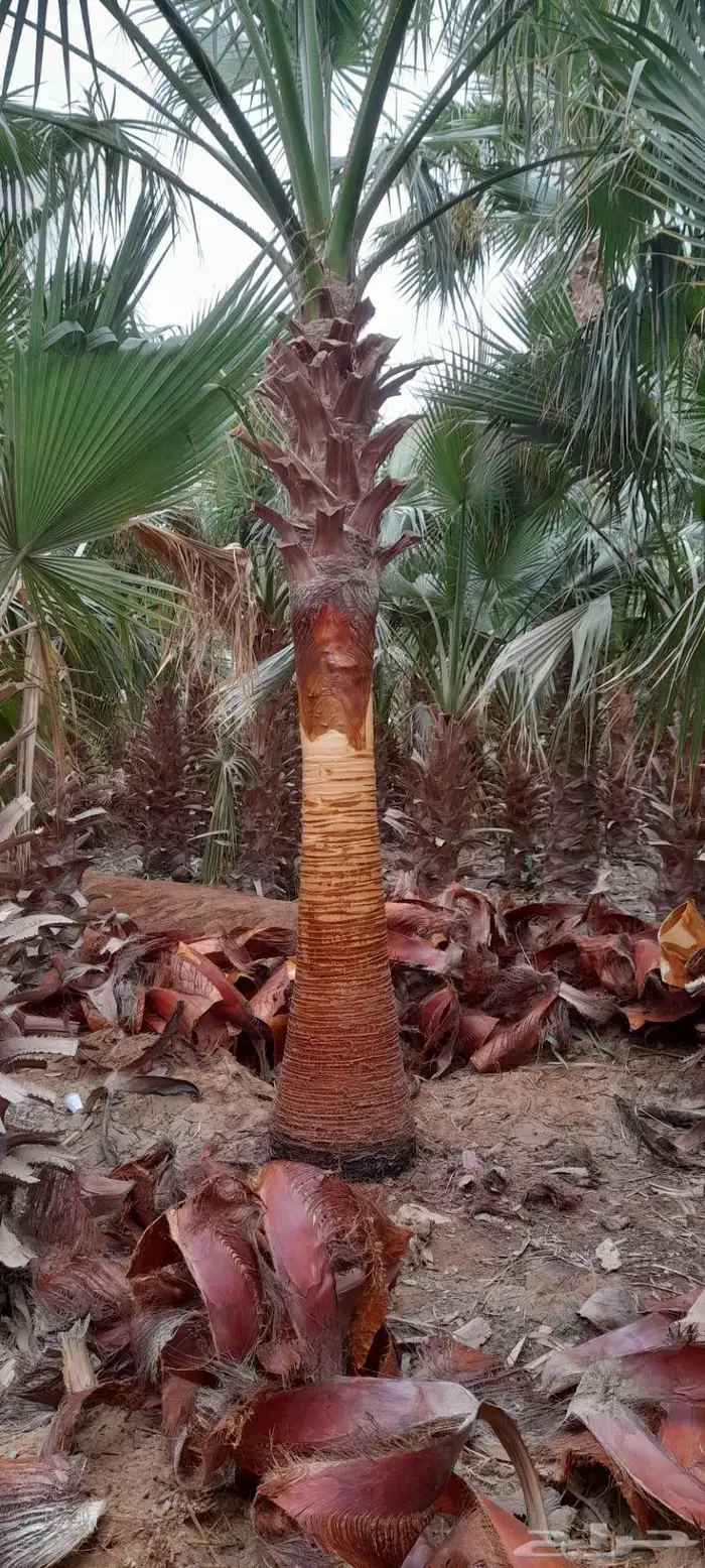 نخل واشنطني 7