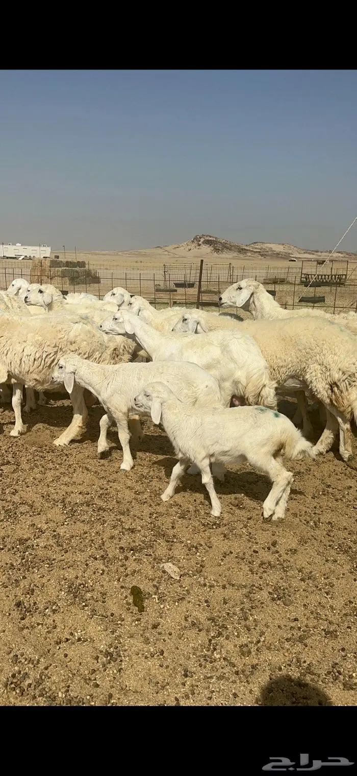 غنم خلفات حريات شي طيب 0